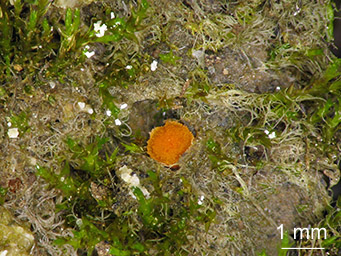 Lamprospora maireana, apothecium