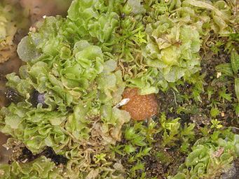 Lamprospora maireana, apothecium