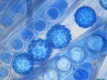 Lamprospora maireana, ascospores