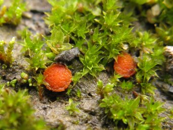 Lamprospora miniata, apothecia