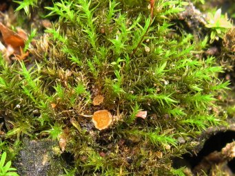 Lamprospora miniata var. ratisbonensis, apothecia