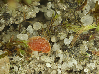 Lamprospora minuta