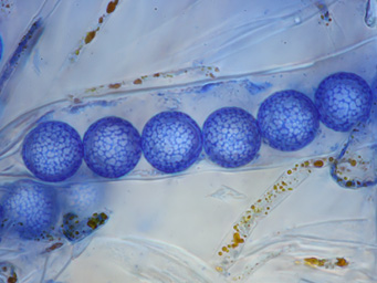 Lamprospora minuta