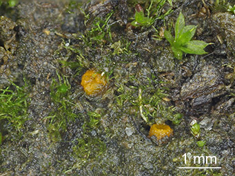 Lamprospora moynei, apothecia within protonema of Ephemerum minuitissimum, Germany, Thuringia, leg. Günter Eckstein 2015-12-05