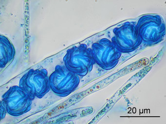 Lamprospora moynei, ascus with ascospores stained with cotton-blue, Austria, Steiermark, leg. Gernot Friebes 2013-09-26