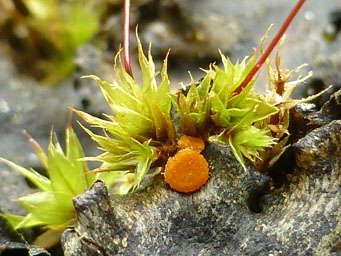 Lamprospora paechnatzii