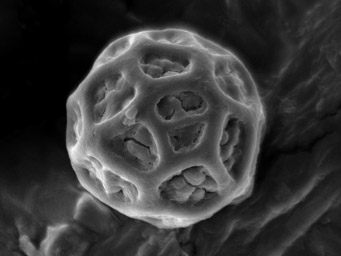 Lamprospora pseudoarvensis, spores