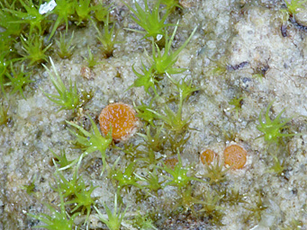 Lamprospora rehmii