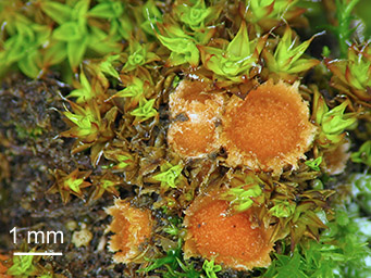 Lamprospora retispora, apothecia with Ephemerum minuitissimum