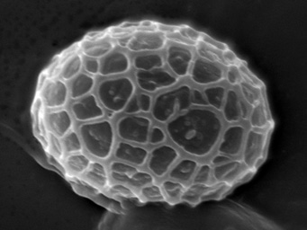 Lamprospora retispora