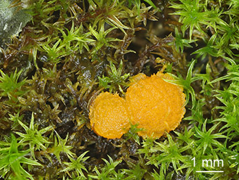Lamprospora seaveri