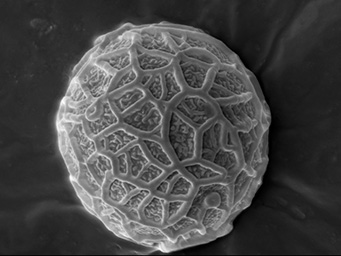 Lamprospora seaveri