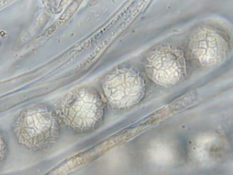 Lamprospora seaveri