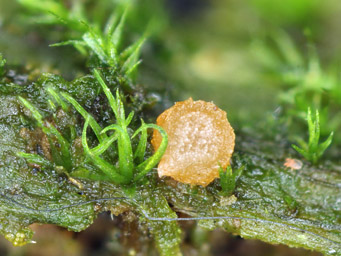 Lamprospora sylvatica, apothecium on decaying wood with Dicranum montanum