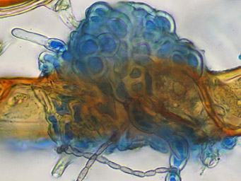 Lamprospora sylvatica, infection
