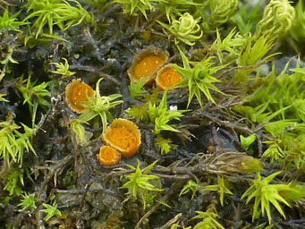 Lamprospora thelespora, apothecia