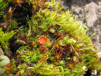 Lamprospora tortulae-ruralis, apothecia