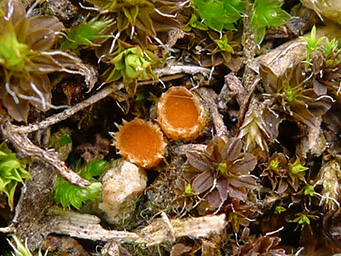 Lamprospora tortulae-ruralis, apothecia