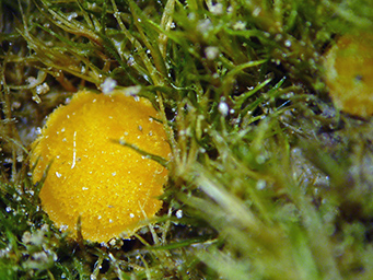 Lamprospora tuberculata, apothecia with Pleuridium subulatum