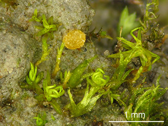 Lamprospora tuberculatlla