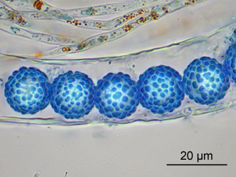 Lamprospora tuberculatella