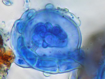 Lamprospora verrucispora, infection