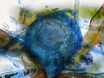 Lamprospora verrucispora, infection