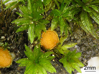 Neottiella albocincta, apothecium between shoots of Atrichum undulatum