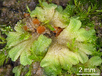 Neottiella ricciae, apothecia