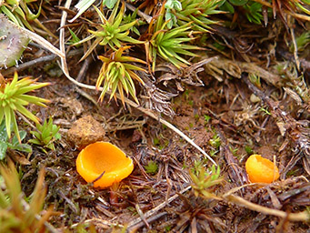 Neottiella rutilans, apothecium between shoots of Polytrichum juniperinum