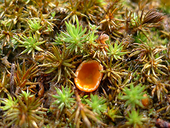 Neottiella vivida, apothecium between shoots of Polytrichum piliferum