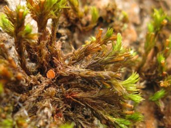 Octospora affinis tuft of Orthotrichum affine