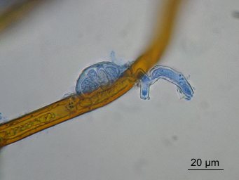 Octospora affinis, appressorium on rhizoid