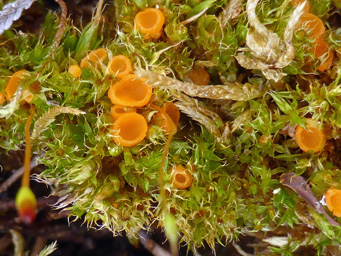 Octosproa humosa, apothecium with Polytrichum piliferum