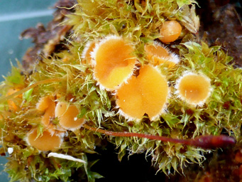 Octosproa humosa, apothecium with Polytrichum piliferum