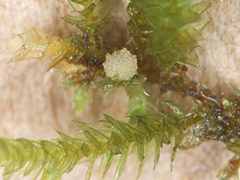 Octospora americana
