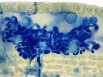 Octospora bicarpa
