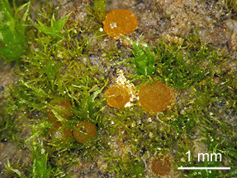 Octospora bridei, apothecia in protonema of Ephemerum minutissimum