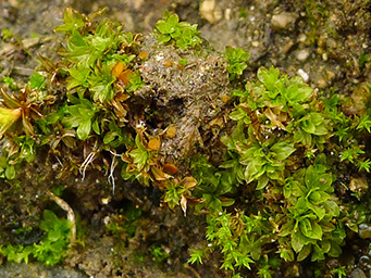 Octospora coccinea, apothecia with Encalypta vulgaris