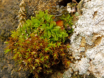 Octospora coccinea, apothecia in cushion of Encalypta vulgaris