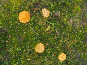 Octospora echinospora