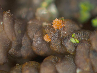 Octospora erythrostigma