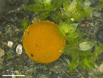 Octospora excipulata, Apothecium with Funaria hygrometrica