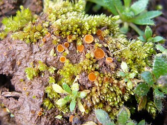 Octospora gemmicola, apothecia between shoots of Bryum dichotomum