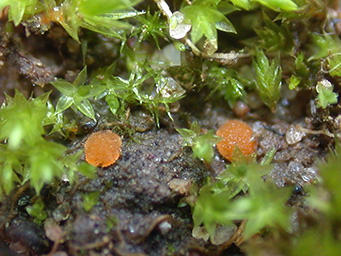 Octospora gemmicola  var. tetraspora, apothecia