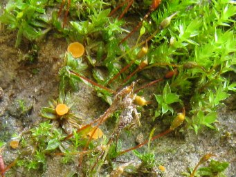 Octospora gyalectoides, apothecia