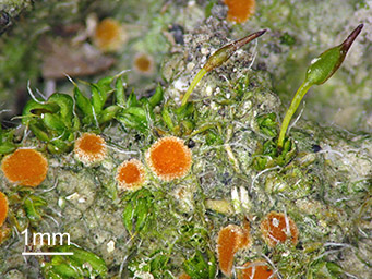 Octospora gyalectoides, apothecia with Pterygoneurum ovatum