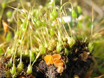 Octospora hetieri, apothecia between shoots of Funaria hygrometrica