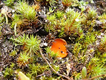 Octosproa humosa, apothecium with Polytrichum piliferum