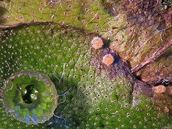 Octospora ithacaensis